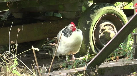 Chickens in farm yard 2 Stock Footage 40685607