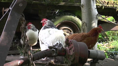 Chickens in farm yard 3 Video stock 40685722