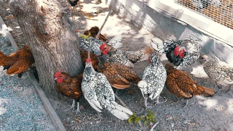 Chickens in a Farm Yard Stock Footage 293236806
