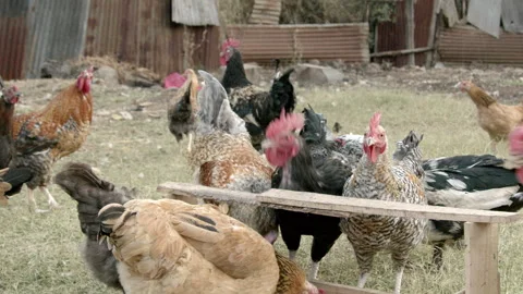 Chickens in a farm yard in Kenya Stock Footage 256093501