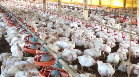 Chickens farming Video stock 51198853