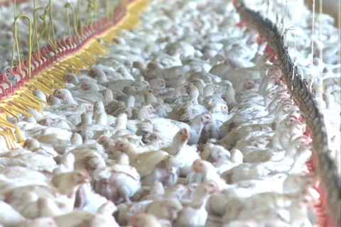Chickens farming group SD-10 Video stock 37403517