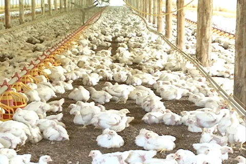 Chickens farming SD-16 Video stock 37452471
