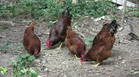 Chickens in farmyard Stock Footage 517188