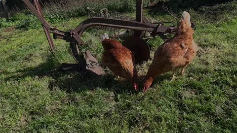 Chickens in the farmyard Stock Footage 338375461