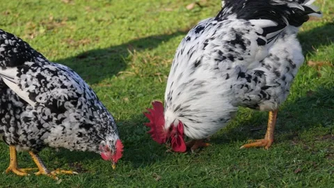 Chickens feed on grass Stockbeeldmateriaal 168439729
