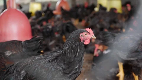 Chickens feed from suspended containers in a crowded shed, overhead pipes and Stock Footage 326111079
