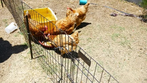 Chickens feeding in a backyard closeup 4k Stock Footage 101240592