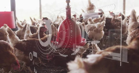 Chickens feeding in barn with digital data processing animation overlay Stock Footage 306214185