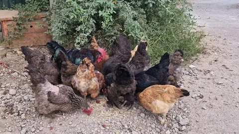 Chickens, feeding chickens Video stock 288010874