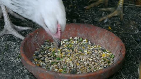 Chickens feeding close up Stock Footage 10920201