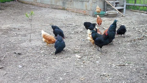 Chickens feeding at a farm Stock Footage 89968294