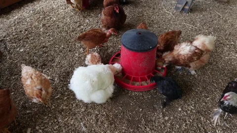 Chickens feeding on farmyard Stock Footage 277609613