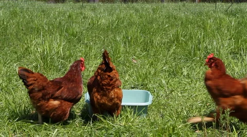 Chickens Feeding Stock Footage 6094153