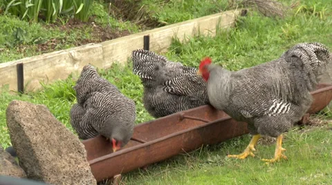 Chickens feeding Stock Footage 27279165
