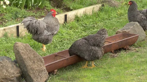 Chickens feeding Stock Footage 27279693