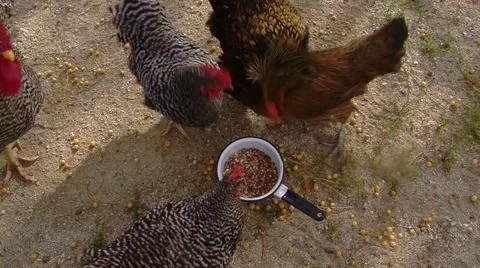 Chickens Feeding Stock Footage 49549848