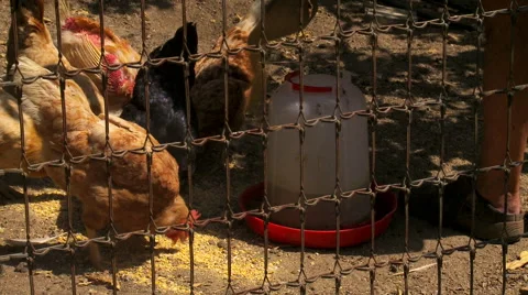 Chickens feeding Vidéo 53233019
