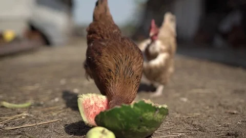 Chickens feeding Stock Footage 77970049