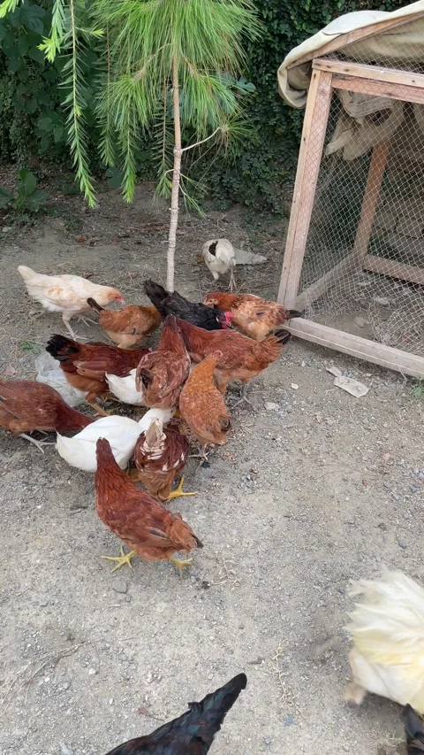 Chickens feeding Stock Footage 316157657