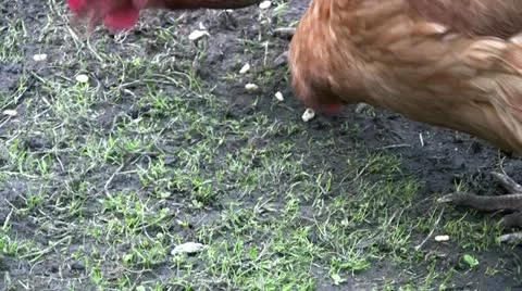 Chickens feeding on the ground close up Stock Footage 12614035