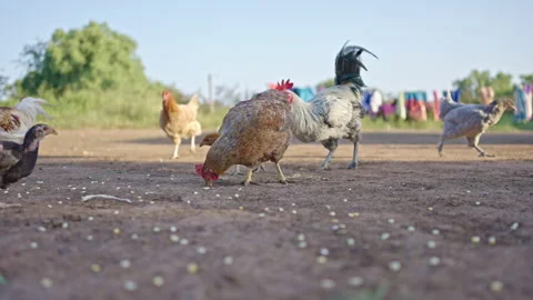 Chickens feeding on kernels Stock Footage 254787918