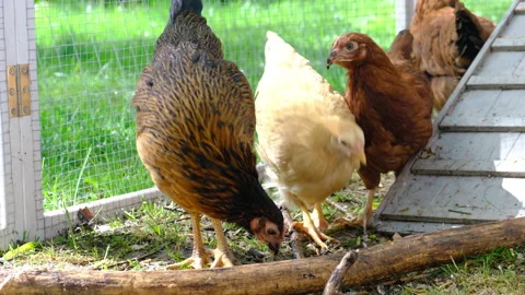 Chickens feeding outside of small caged coup Stock Footage 239890550