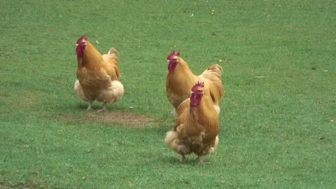 Chickens in field 1 Stock Footage 76260313