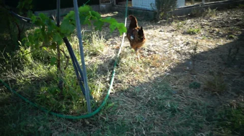 Chickens in the field Stock Footage 28495440