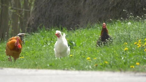 Chickens on a field Stock Footage 87366061