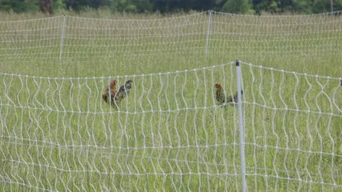 Chickens in a field Stock Footage 198077374