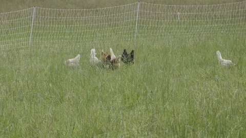 Chickens in a field grazing Stock Footage 198073643