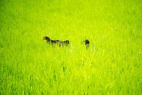 Chickens in the field Stock Photos