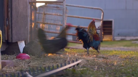 Chickens Flying the coop Stock Footage 122455554