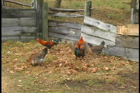 Chickens Stock Footage 401620
