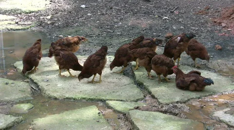 Chickens Stock Footage 454218