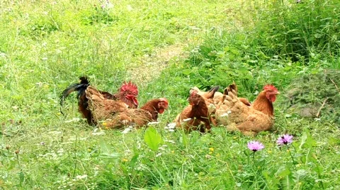 Chickens Vídeos de archivo 490847