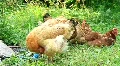 Chickens HD Footage