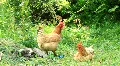 Chickens HD Footage