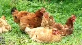 Chickens HD Footage