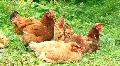 Chickens HD Footage