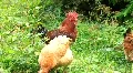 Chickens HD Footage