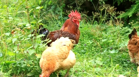 Chickens Video stock 737954