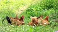 Chickens HD Footage
