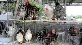 Chickens HD Footage