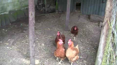 Chickens Stock Footage 6531471