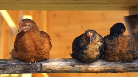 Chickens Video stock 7902029