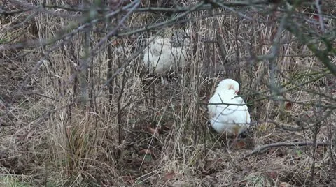 Chickens Stock Footage 9665614
