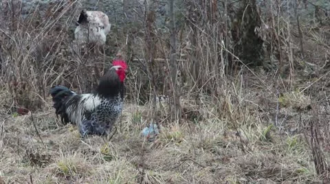 Chickens Stock Footage 9665929