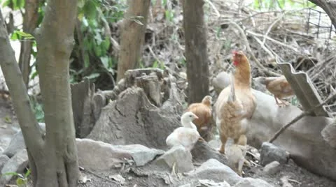 Chickens Video stock 11629592